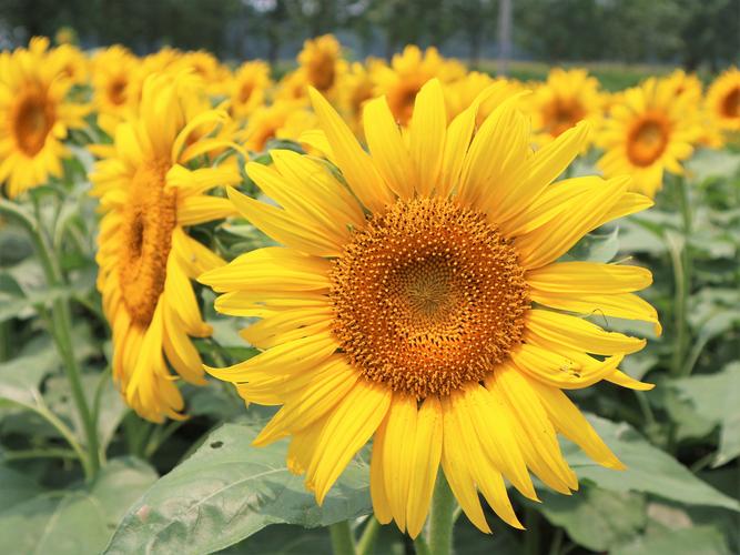 原创农民种植一种农作物花朵围着太阳打转5亩收入50000元