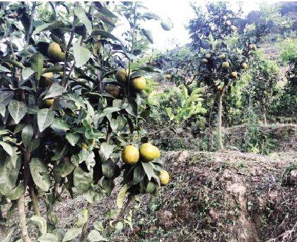 开荒 170亩地打造精品水果庄园 云南永德填补当地柑橘规模化种植空白